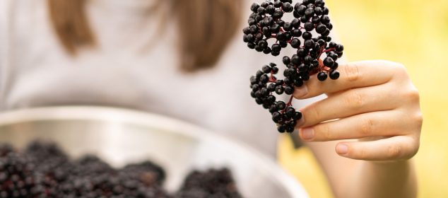 Aronia: Super-fructul benefic pentru sănătatea ta